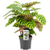 Calathea Makoyana Ø14cm - Elegante Zimmerpflanze mit Muster Bild 2