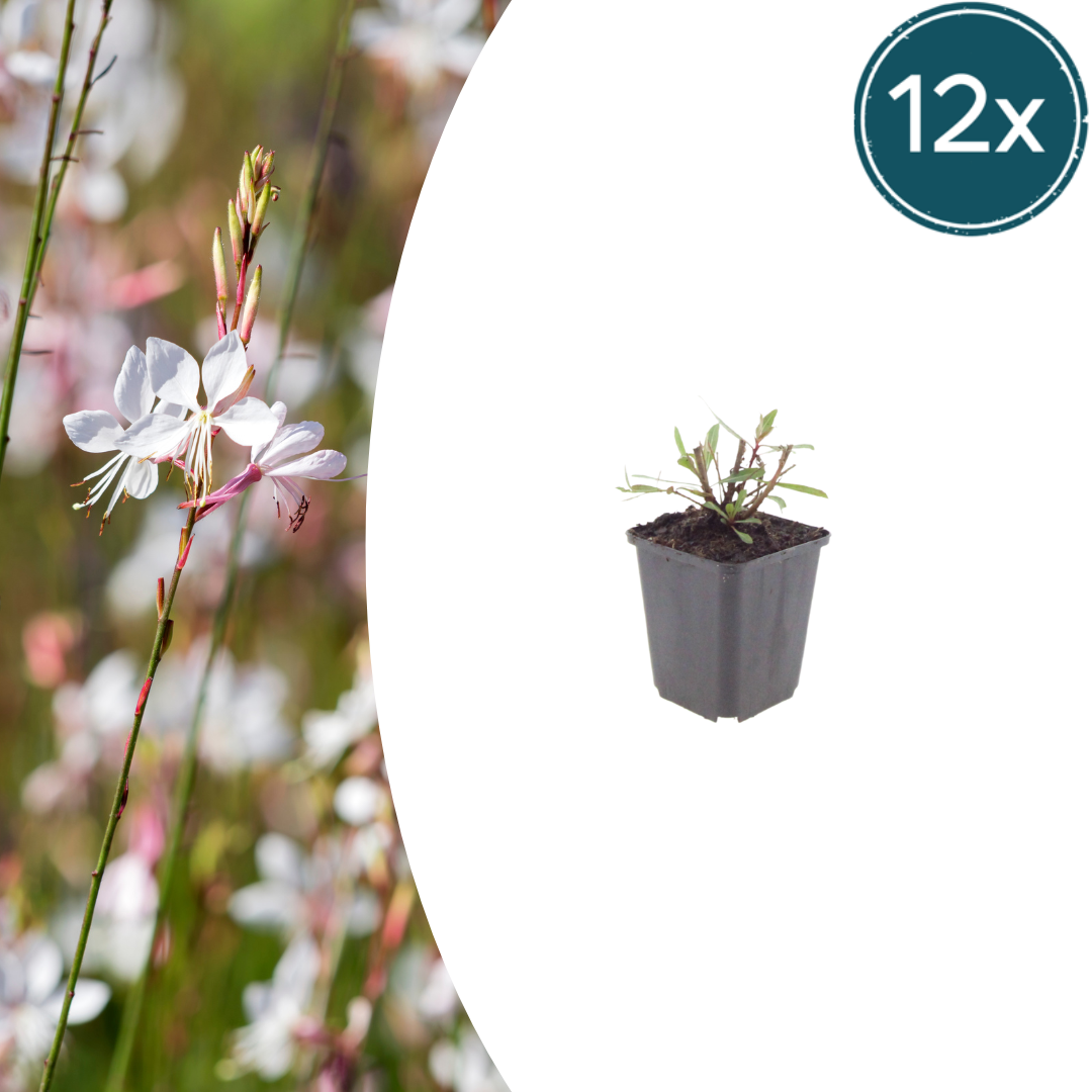 12x Gaura 'Whirling Butterflies' | Prachtkerze, 10-25cm hoch, Ø9cm Topf