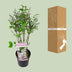 Syringa 'Violet Uprising' - Duftender Flieder im 19cm Topf, 35cm hoch Bild 4