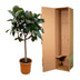 Ficus Elastica Robusta Stamm - 190cm, ø35cm Bild 4