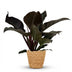 Philodendron Imperial Red - easy-care houseplant in basket, 60cm Bild 2