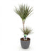 Dracaena Marginata Bicolor Houseplant in Pot, 90-100cm Bild 2