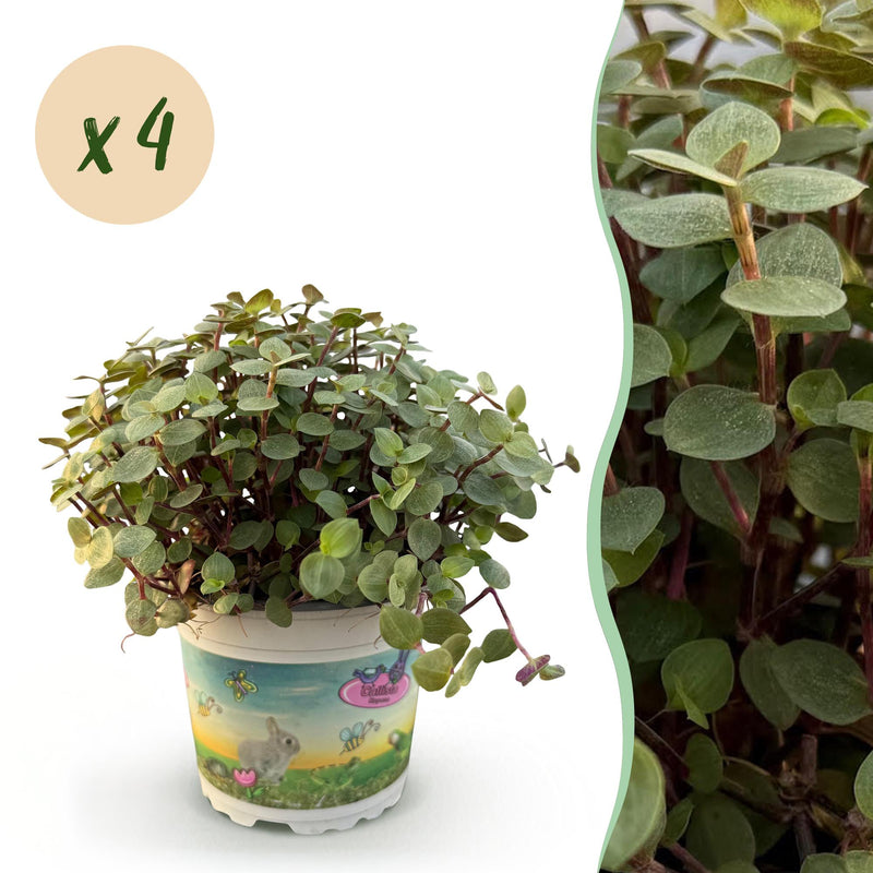 Calissia repens Katzengras für Haustiere: 4 Pflanzen im 12cm Topf
