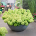 Green boutiQ Hortensie 'Groundbreaker Greeny' - Frosthart, Creme, 2er Set Bild 6