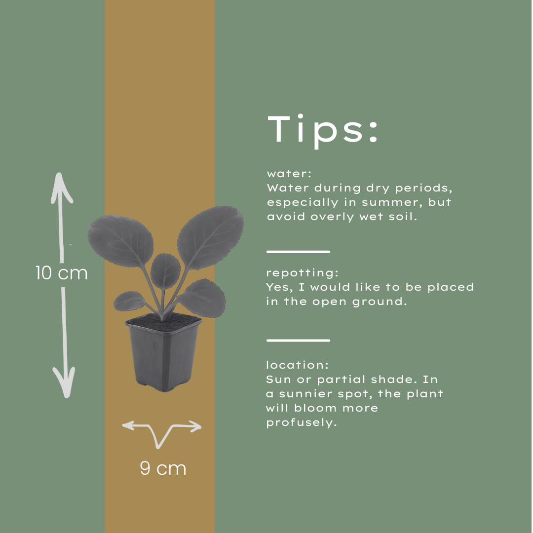 12x Bergenia cordifolia (Schuhplattlerpflanze) 10-25cm, Ø9cm