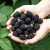 Dornlose Brombeere 'Thornfree' - Winterhart, 6er Set Bild 5