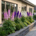 Green boutiQ - Perennial - Delphinium Tricolour - Larkspur - Bee and butterfly attractors - Purple - Pink - White - 6 Plants - Pot 11cm - Height 15-25cm Bild 6