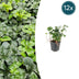 12x Pachysandra 'Green Sheen' – Bodendecker 10-25cm im 9cm Topf Bild 1