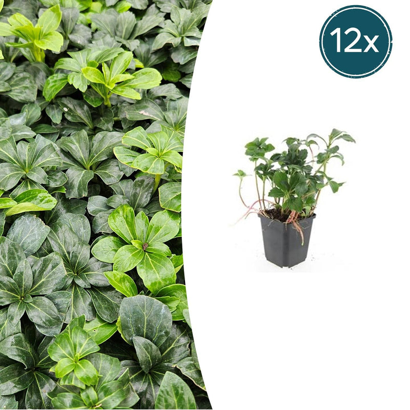 12x Pachysandra 'Green Sheen' – Bodendecker 10-25cm im 9cm Topf