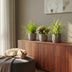 Green boutiQ - 3er-Set Zimmerpflanzen Mix: Cyperus, Calissia, Chlorophytum Bild 4