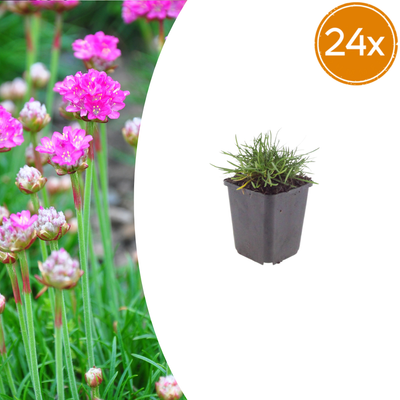 24x Armeria m. 'Splendens' - 10-25cm hoch - Ø9cm Topf