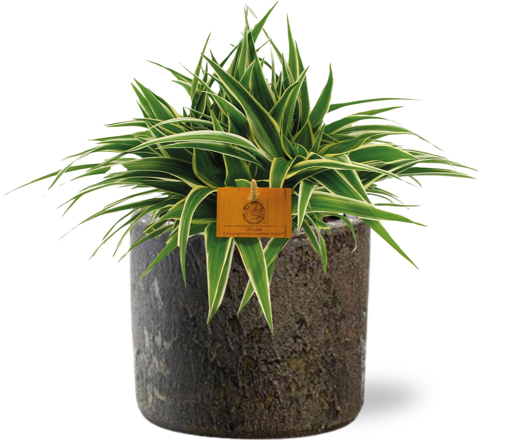 Chlorophytum Ocean - Ø15cm - ↕25cm + Maas Pot D16x14cm - Braun