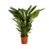 Spathiphyllum Sweet Sebastiano Peace Lily Ø24cm ↕110cm Bild 1