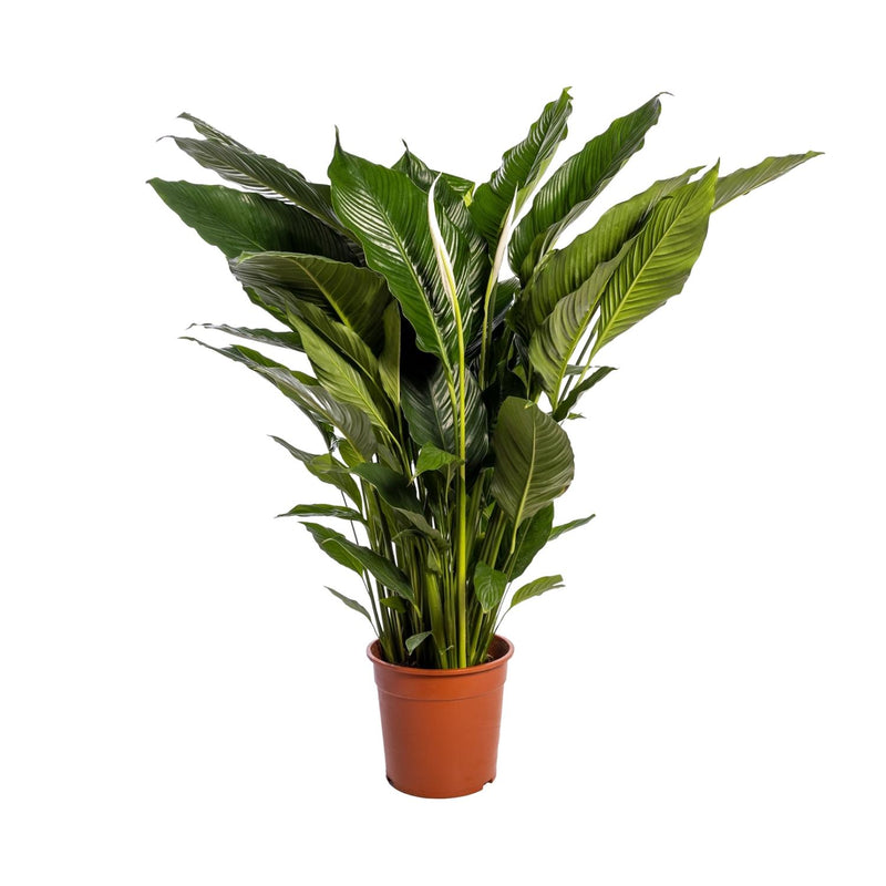 Spathiphyllum Sweet Sebastiano Peace Lily Ø24cm ↕110cm