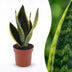 Green boutiQ - Sansevieria Future Superb - Bogenhanf - 1 Plant - Topf 12cm - Höhe - 35cm Bild 1