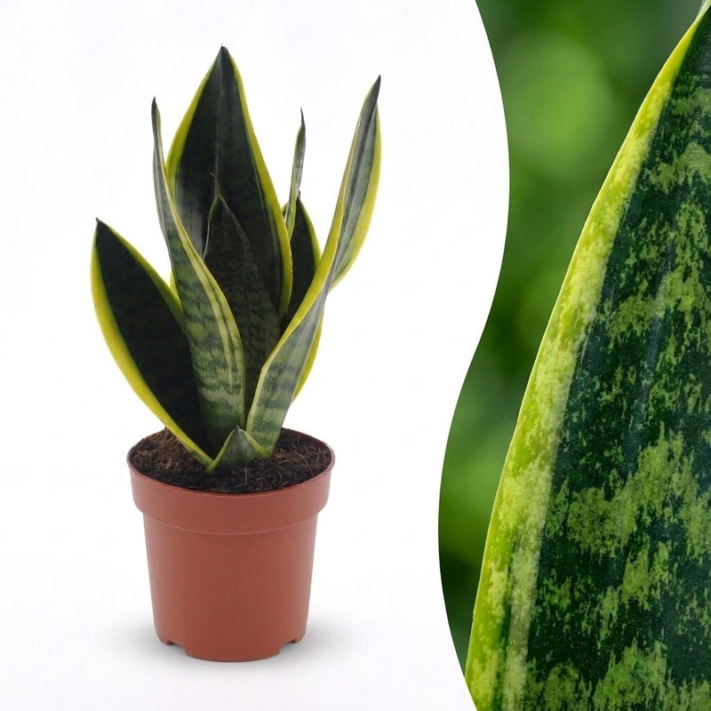 Green boutiQ - Sansevieria Future Superb - Bogenhanf - 1 Plant - Topf 12cm - Höhe - 35cm