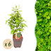 GreenboutiQ Hornbeam Hedge: 6x Carpinus betulus, 1m, 17cm pot, 55cm height Bild 1