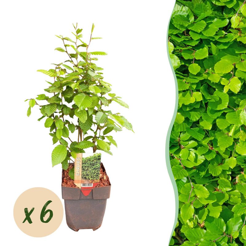 GreenboutiQ Hornbeam Hedge: 6x Carpinus betulus, 1m, 17cm pot, 55cm height