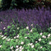 48x Salvia nemorosa 'Mainacht' blue flower spikes, 10-25cm, Ø9cm pot Bild 5