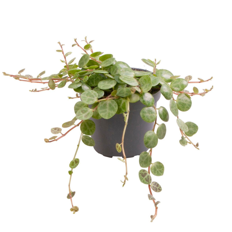 Peperomia Prostrata Schildkröten-Peperomie Grün Ø6cm
