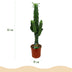 Green boutiQ - Zimmerpflanze - Euphorbia eritrea - Afrikanischer Milchbaum - Wenig Pflege - Grün - 1 - Topf 19cm - Höhe 70cm Bild 3