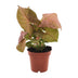 Syngonium Neon (Arrowhead Plant) - Ø12cm - H approx. 25cm Bild 1