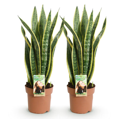 Green boutiQ: 2x Sanseveria Laurentii Zimmerpflanzen, pflegeleicht