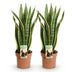 Green boutiQ: 2x Sanseveria Laurentii Zimmerpflanzen, pflegeleicht Bild 2