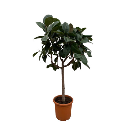 Ficus Elastica Robusta Stamm - 190cm, ø35cm