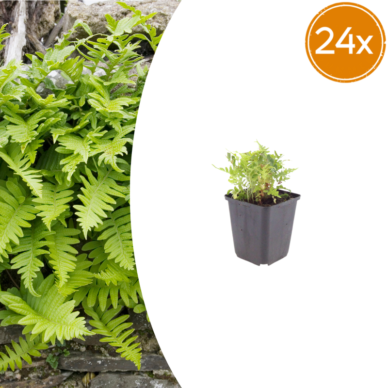 24x Echte Polypody Farn - 10-25cm Höhe - Ø9cm Topf