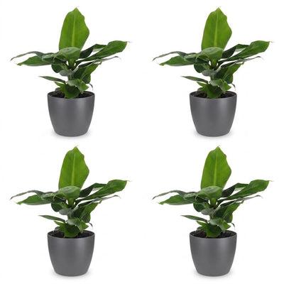 Green boutiQ - Musa Oriental Dwarf - Orientalische Zwergbanane - 4 Pflanzen - mit Grau Topf - Topf 12cm - Höhe 30cm