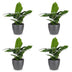 Green boutiQ - Musa Oriental Dwarf - Orientalische Zwergbanane - 4 Pflanzen - mit Grau Topf - Topf 12cm - Höhe 30cm Bild 2