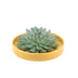 Echeveria Pulidonis Sukkulente in gelber Keramikschale Ø20cm Bild 1