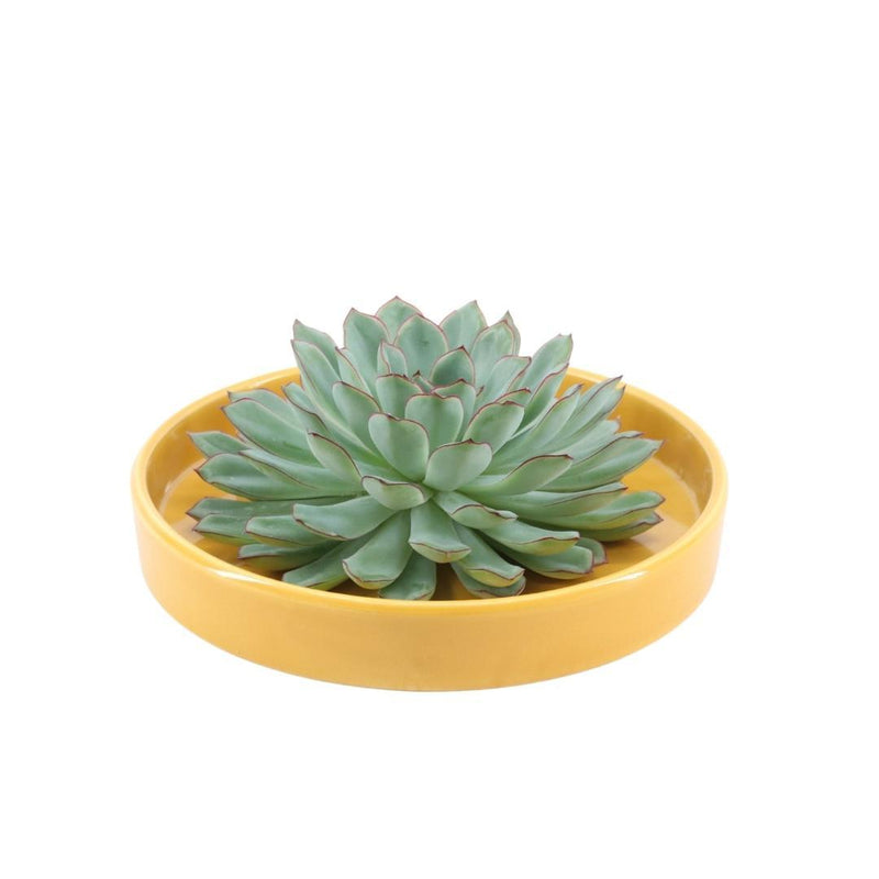 Echeveria Pulidonis Sukkulente in gelber Keramikschale Ø20cm