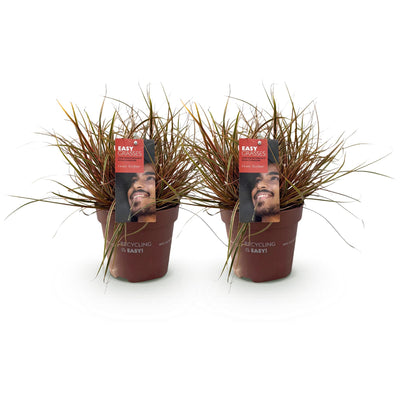 GreenboutiQ Uncinia rubra Everflame - Roter Schopf – 2 Pflanzen