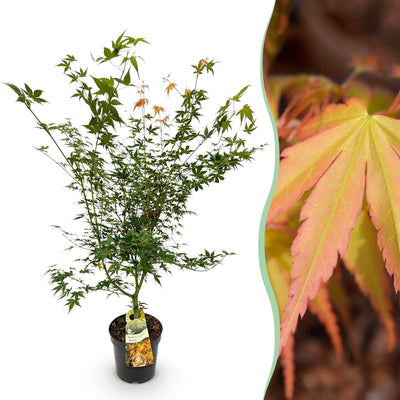 Acer palmatum 'Katsura' - Japanischer Ahorn, 90cm, Topf 26cm