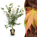 Acer palmatum 'Katsura' - Japanischer Ahorn, 90cm, Topf 26cm Bild 1