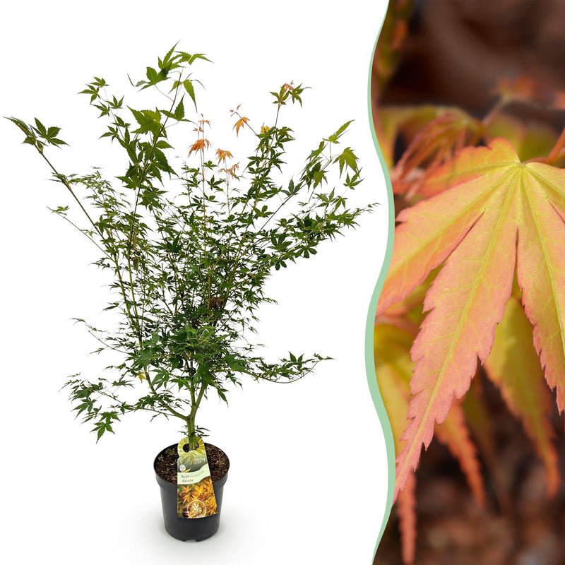 Acer palmatum 'Katsura' - Japanischer Ahorn, 90cm, Topf 26cm