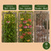 Passiflora Rainbow Kletterpflanze - Weiß, Rosa, Lila - Ø9cm Bild 6