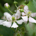 Dornenlose Brombeere 'Thornless Evergreen' - Bio, Ø13cm, ↕45cm Bild 4