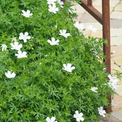 12x Geranium sanguineum 'Album' Staude, 10-25cm, Ø9cm