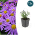 12x Aster 'Prof. Anton Kippenberg' - Lila Herbstblumen Bild 1