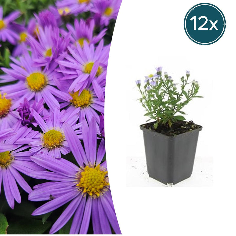 12x Aster 'Prof. Anton Kippenberg' - Lila Herbstblumen