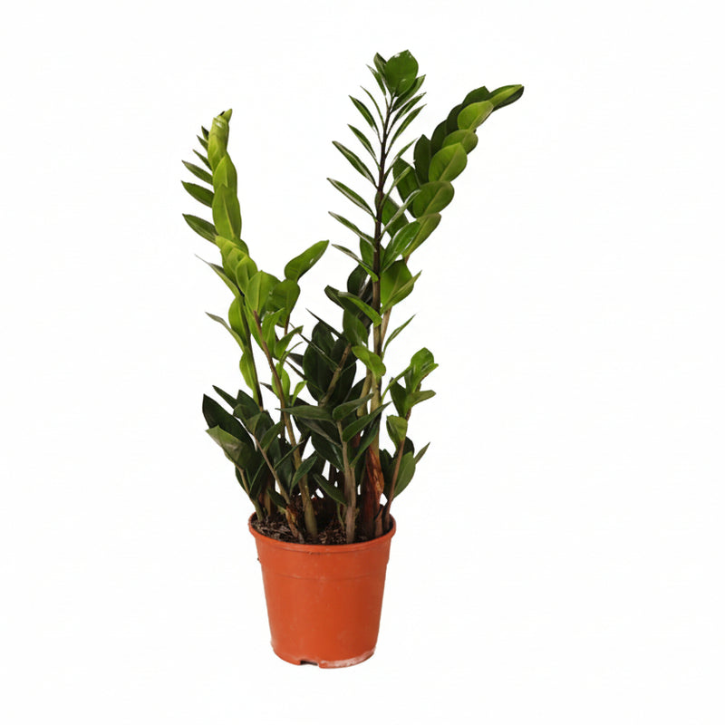 Zamioculcas Zamiifolia (ZZ Plant) Ø14cm - ↕45cm