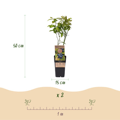 2x Blaubeerpflanze 'Patriot' (Vaccinium corymbosum) – 50cm – Topf 15cm