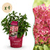 Panicle Hydrangea Groundbreaker Ruby, winter hardy, red, 4 plants Bild 1