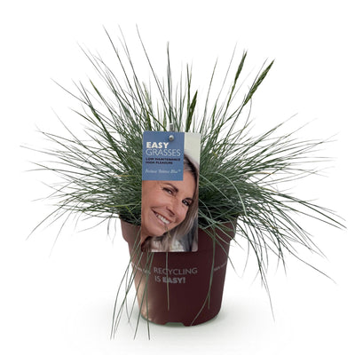 Ziergras Festuca glauca Intense Blue: Immergrün & Winterhart im 17cm Topf