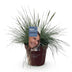 Ziergras Festuca glauca Intense Blue: Immergrün & Winterhart im 17cm Topf Bild 2