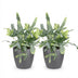 2x Phlebodium Blue Star Farn im 12cm Topf, blaugrün, haustierfreundlich Bild 2