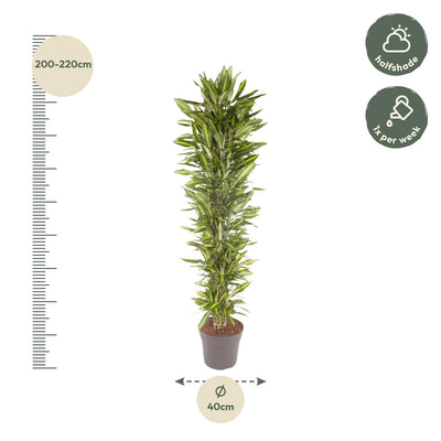 Dracaena Cintho, 210 cm, verzweigt, mit buntem Rand